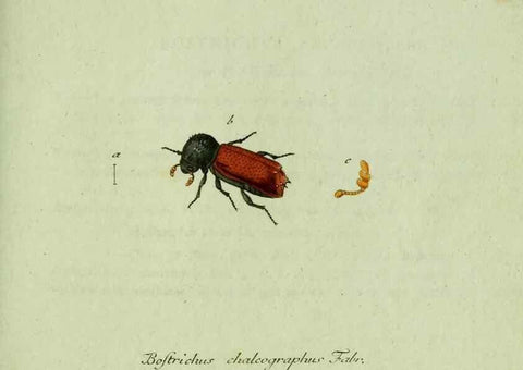 Reproducción/Reproduction 36327695546: Favnae insectorvm Germanicae initia, oder, Deutschlands Insecten /. Nürnberg :In den Felseckerschen Buchhandlung,1796-1813.