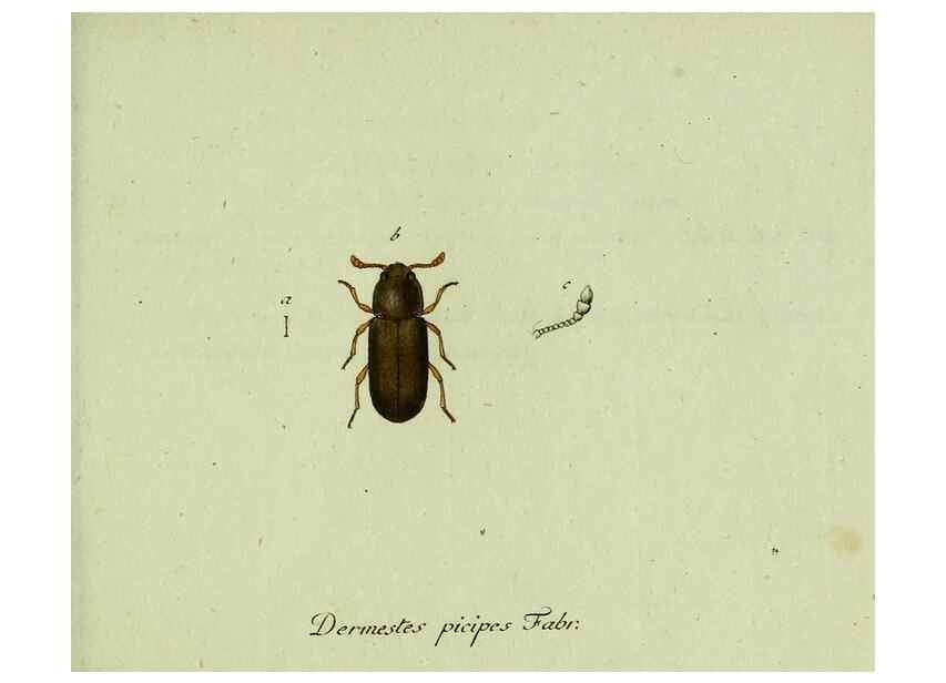 Reproducción/Reproduction 36372493775: Favnae insectorvm Germanicae initia, oder, Deutschlands Insecten /. Nürnberg :In den Felseckerschen Buchhandlung,1796-1813.