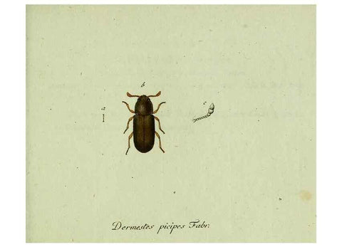 Reproducción/Reproduction 36372493775: Favnae insectorvm Germanicae initia, oder, Deutschlands Insecten /. Nürnberg :In den Felseckerschen Buchhandlung,1796-1813.