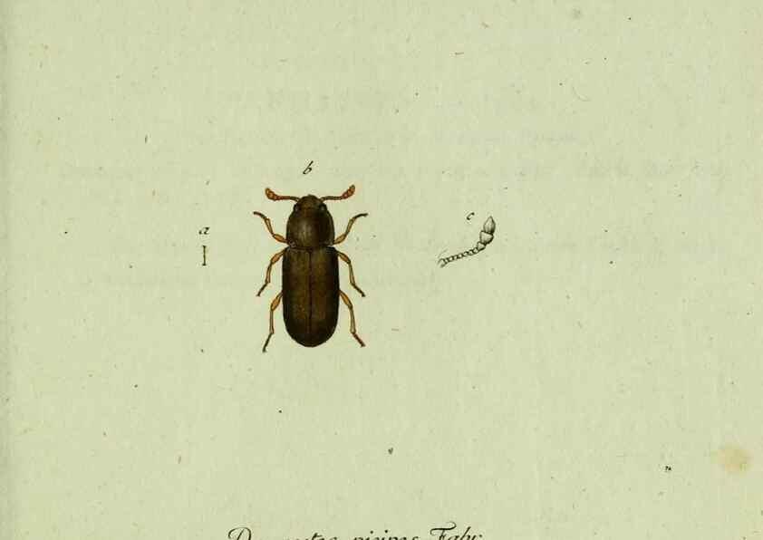 Reproducción/Reproduction 36372493775: Favnae insectorvm Germanicae initia, oder, Deutschlands Insecten /. Nürnberg :In den Felseckerschen Buchhandlung,1796-1813.