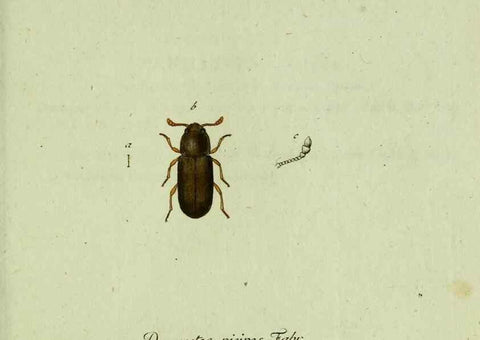 Reproducción/Reproduction 36372493775: Favnae insectorvm Germanicae initia, oder, Deutschlands Insecten /. Nürnberg :In den Felseckerschen Buchhandlung,1796-1813.
