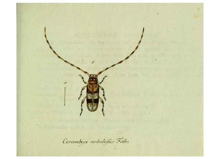 Reproducción/Reproduction 36372495845: Favnae insectorvm Germanicae initia, oder, Deutschlands Insecten /. Nürnberg :In den Felseckerschen Buchhandlung,1796-1813.