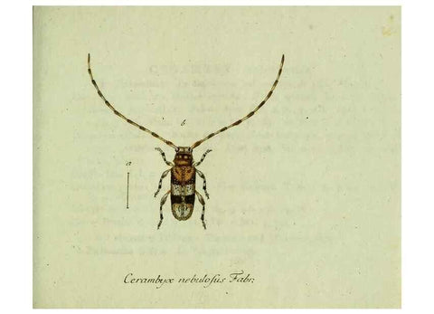 Reproducción/Reproduction 36372495845: Favnae insectorvm Germanicae initia, oder, Deutschlands Insecten /. Nürnberg :In den Felseckerschen Buchhandlung,1796-1813.