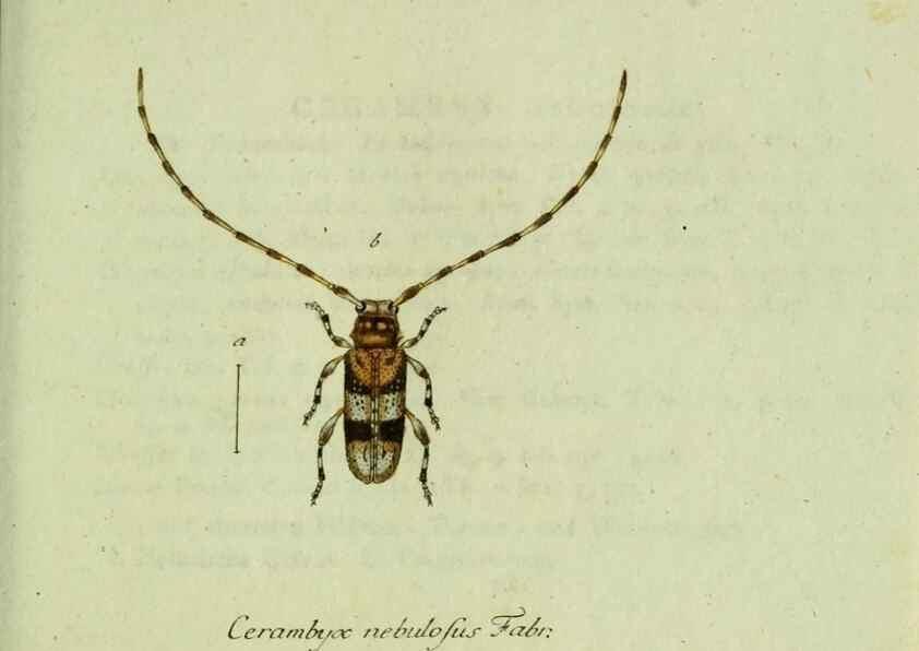 Reproducción/Reproduction 36372495845: Favnae insectorvm Germanicae initia, oder, Deutschlands Insecten /. Nürnberg :In den Felseckerschen Buchhandlung,1796-1813.