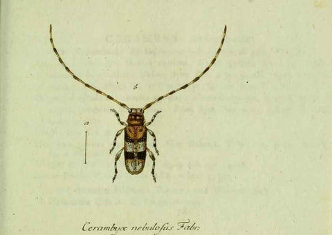 Reproducción/Reproduction 36372495845: Favnae insectorvm Germanicae initia, oder, Deutschlands Insecten /. Nürnberg :In den Felseckerschen Buchhandlung,1796-1813.