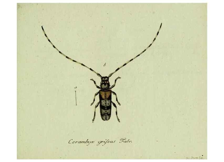 Reproducción/Reproduction 36372498005: Favnae insectorvm Germanicae initia, oder, Deutschlands Insecten /. Nürnberg :In den Felseckerschen Buchhandlung,1796-1813.