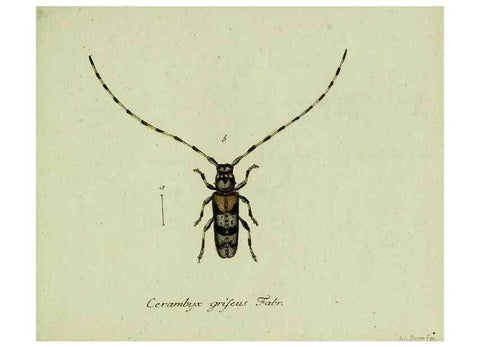 Reproducción/Reproduction 36372498005: Favnae insectorvm Germanicae initia, oder, Deutschlands Insecten /. Nürnberg :In den Felseckerschen Buchhandlung,1796-1813.