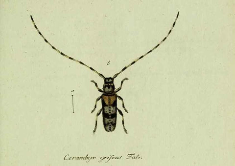 Reproducción/Reproduction 36372498005: Favnae insectorvm Germanicae initia, oder, Deutschlands Insecten /. Nürnberg :In den Felseckerschen Buchhandlung,1796-1813.