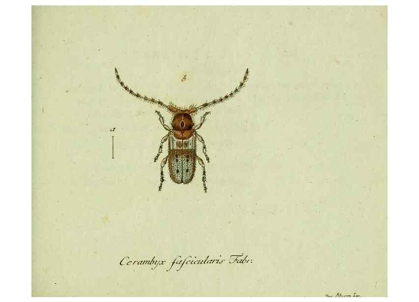 Reproducción/Reproduction 36372500035: Favnae insectorvm Germanicae initia, oder, Deutschlands Insecten /. Nürnberg :In den Felseckerschen Buchhandlung,1796-1813.