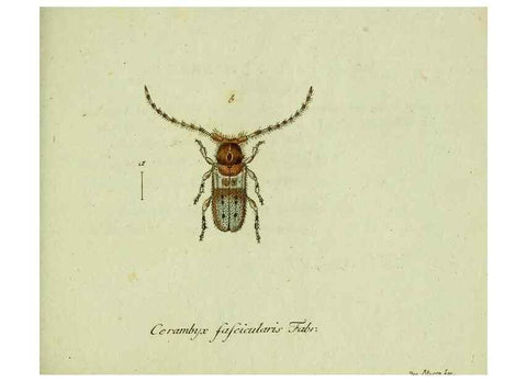Reproducción/Reproduction 36372500035: Favnae insectorvm Germanicae initia, oder, Deutschlands Insecten /. Nürnberg :In den Felseckerschen Buchhandlung,1796-1813.