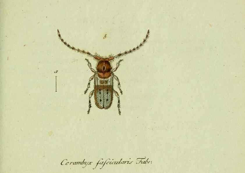 Reproducción/Reproduction 36372500035: Favnae insectorvm Germanicae initia, oder, Deutschlands Insecten /. Nürnberg :In den Felseckerschen Buchhandlung,1796-1813.