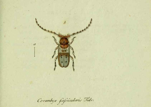 Reproducción/Reproduction 36372500035: Favnae insectorvm Germanicae initia, oder, Deutschlands Insecten /. Nürnberg :In den Felseckerschen Buchhandlung,1796-1813.