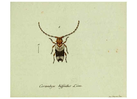 Reproducción/Reproduction 36372502355: Favnae insectorvm Germanicae initia, oder, Deutschlands Insecten /. Nürnberg :In den Felseckerschen Buchhandlung,1796-1813.