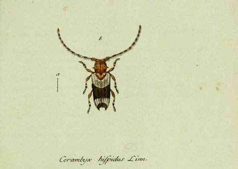Reproducción/Reproduction 36372502355: Favnae insectorvm Germanicae initia, oder, Deutschlands Insecten /. Nürnberg :In den Felseckerschen Buchhandlung,1796-1813.