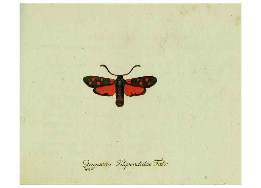 Reproducción/Reproduction 35564075603: Favnae insectorvm Germanicae initia, oder, Deutschlands Insecten /. Nürnberg :In den Felseckerschen Buchhandlung,1796-1813.