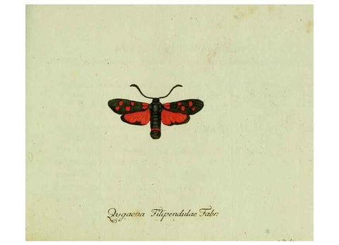 Reproducción/Reproduction 35564075603: Favnae insectorvm Germanicae initia, oder, Deutschlands Insecten /. Nürnberg :In den Felseckerschen Buchhandlung,1796-1813.