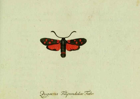 Reproducción/Reproduction 35564075603: Favnae insectorvm Germanicae initia, oder, Deutschlands Insecten /. Nürnberg :In den Felseckerschen Buchhandlung,1796-1813.