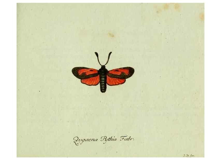 Reproducción/Reproduction 35564079043: Favnae insectorvm Germanicae initia, oder, Deutschlands Insecten /. Nürnberg :In den Felseckerschen Buchhandlung,1796-1813.