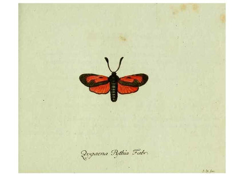 Reproducción/Reproduction 35564079043: Favnae insectorvm Germanicae initia, oder, Deutschlands Insecten /. Nürnberg :In den Felseckerschen Buchhandlung,1796-1813.