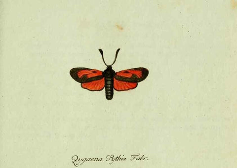 Reproducción/Reproduction 35564079043: Favnae insectorvm Germanicae initia, oder, Deutschlands Insecten /. Nürnberg :In den Felseckerschen Buchhandlung,1796-1813.