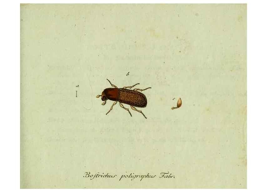 Reproducción/Reproduction 36327697096: Favnae insectorvm Germanicae initia, oder, Deutschlands Insecten /. Nürnberg :In den Felseckerschen Buchhandlung,1796-1813.