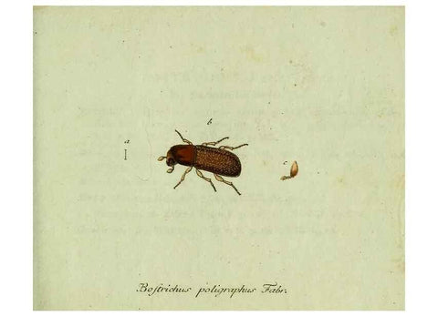 Reproducción/Reproduction 36327697096: Favnae insectorvm Germanicae initia, oder, Deutschlands Insecten /. Nürnberg :In den Felseckerschen Buchhandlung,1796-1813.