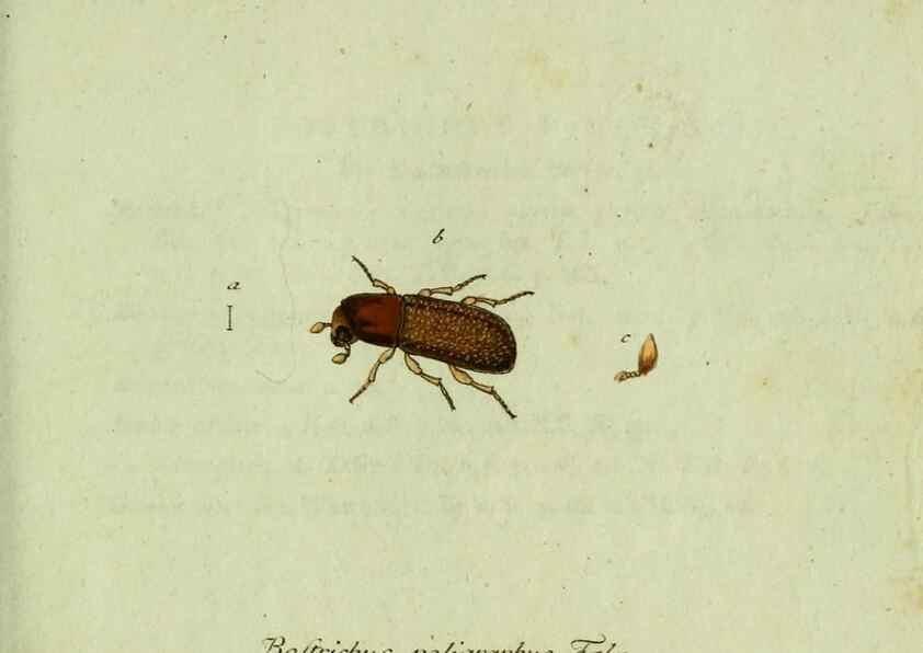 Reproducción/Reproduction 36327697096: Favnae insectorvm Germanicae initia, oder, Deutschlands Insecten /. Nürnberg :In den Felseckerschen Buchhandlung,1796-1813.