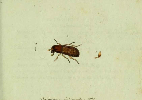 Reproducción/Reproduction 36327697096: Favnae insectorvm Germanicae initia, oder, Deutschlands Insecten /. Nürnberg :In den Felseckerschen Buchhandlung,1796-1813.