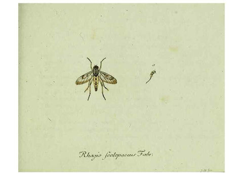 Reproducción/Reproduction 35564080883: Favnae insectorvm Germanicae initia, oder, Deutschlands Insecten /. Nürnberg :In den Felseckerschen Buchhandlung,1796-1813.