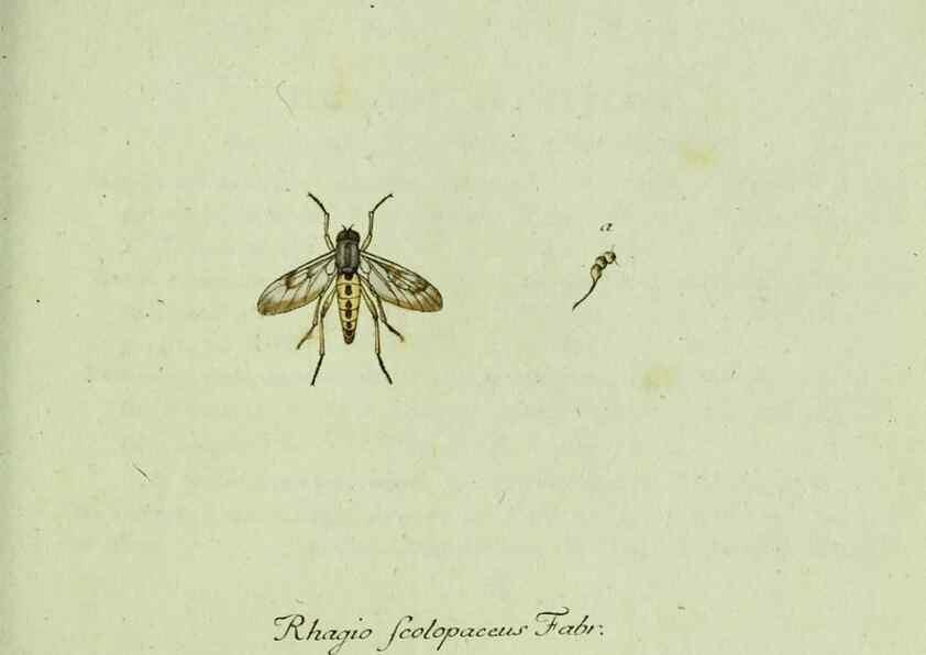 Reproducción/Reproduction 35564080883: Favnae insectorvm Germanicae initia, oder, Deutschlands Insecten /. Nürnberg :In den Felseckerschen Buchhandlung,1796-1813.