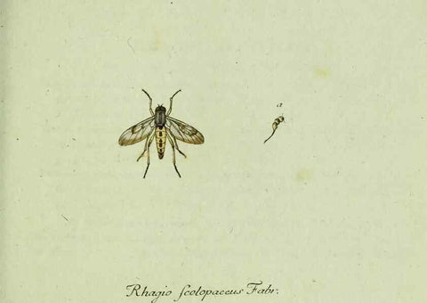 Reproducción/Reproduction 35564080883: Favnae insectorvm Germanicae initia, oder, Deutschlands Insecten /. Nürnberg :In den Felseckerschen Buchhandlung,1796-1813.