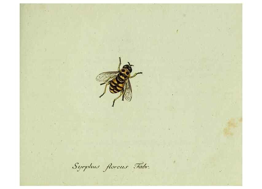 Reproducción/Reproduction 35536613274: Favnae insectorvm Germanicae initia, oder, Deutschlands Insecten /. Nürnberg :In den Felseckerschen Buchhandlung,1796-1813.