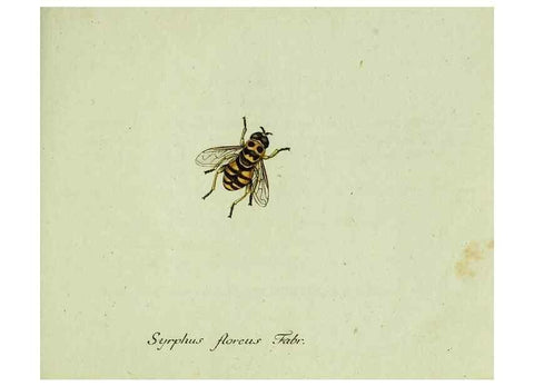 Reproducción/Reproduction 35536613274: Favnae insectorvm Germanicae initia, oder, Deutschlands Insecten /. Nürnberg :In den Felseckerschen Buchhandlung,1796-1813.
