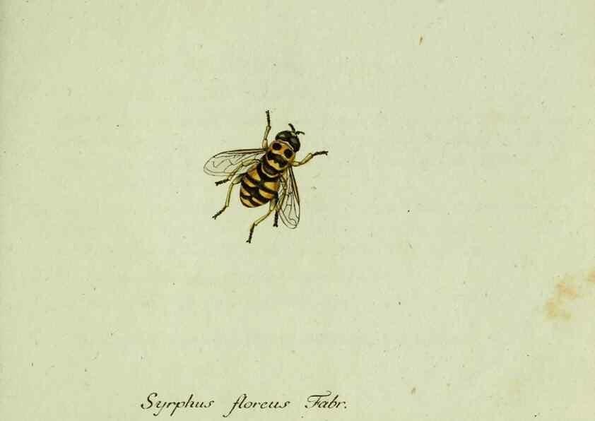 Reproducción/Reproduction 35536613274: Favnae insectorvm Germanicae initia, oder, Deutschlands Insecten /. Nürnberg :In den Felseckerschen Buchhandlung,1796-1813.
