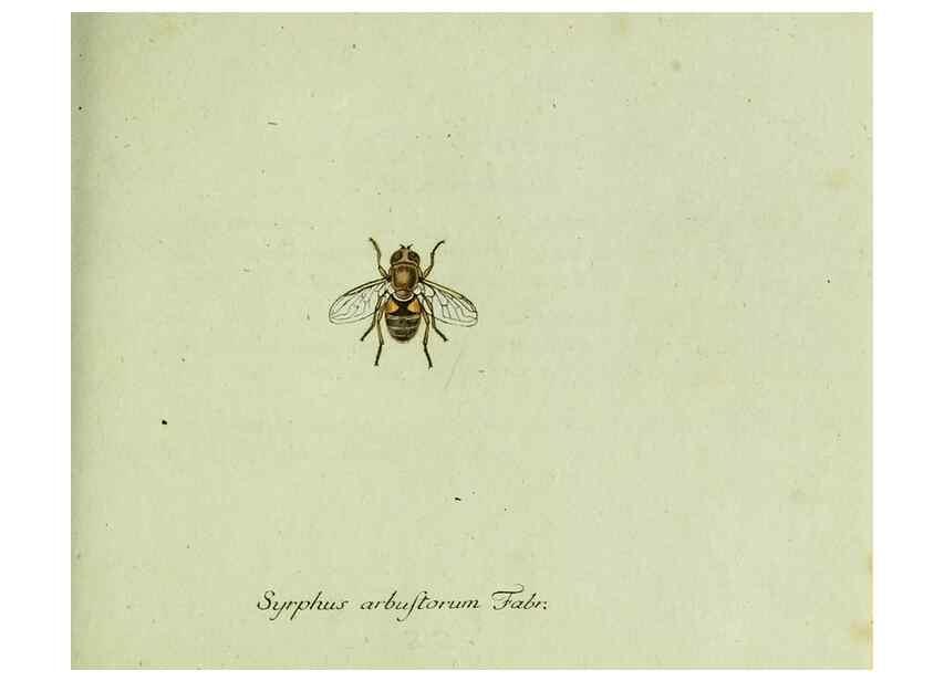 Reproducción/Reproduction 35536616094: Favnae insectorvm Germanicae initia, oder, Deutschlands Insecten /. Nürnberg :In den Felseckerschen Buchhandlung,1796-1813.