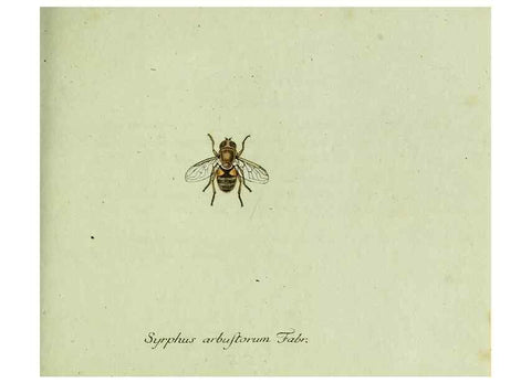 Reproducción/Reproduction 35536616094: Favnae insectorvm Germanicae initia, oder, Deutschlands Insecten /. Nürnberg :In den Felseckerschen Buchhandlung,1796-1813.