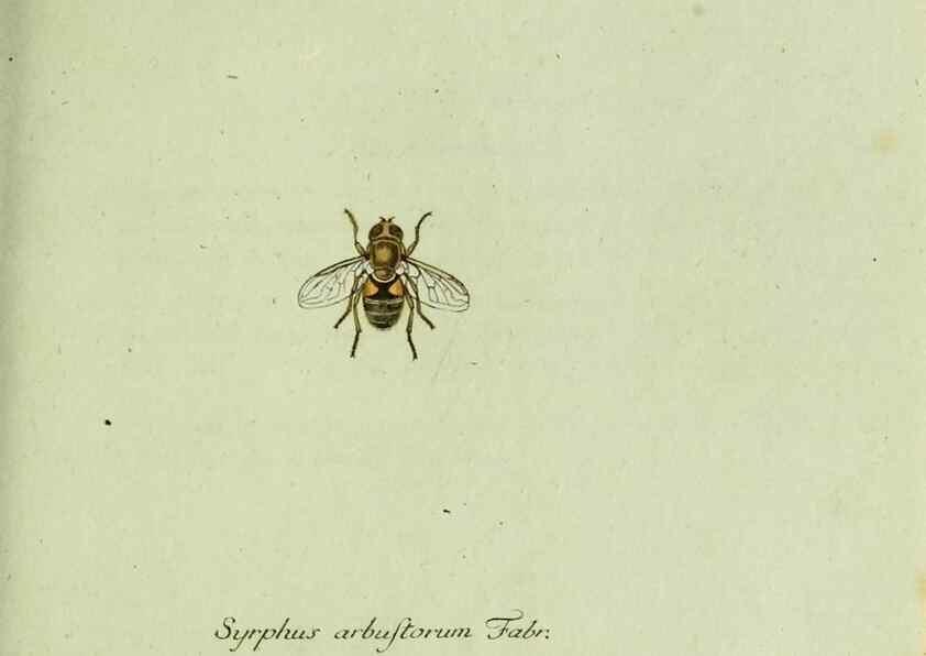 Reproducción/Reproduction 35536616094: Favnae insectorvm Germanicae initia, oder, Deutschlands Insecten /. Nürnberg :In den Felseckerschen Buchhandlung,1796-1813.