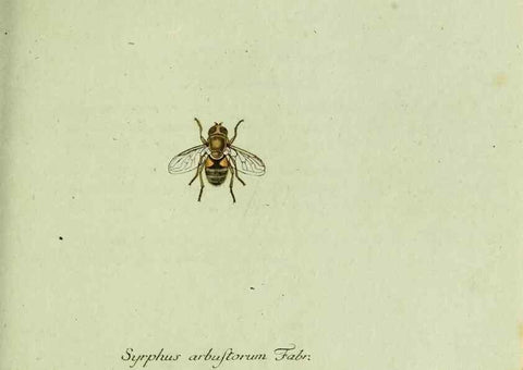 Reproducción/Reproduction 35536616094: Favnae insectorvm Germanicae initia, oder, Deutschlands Insecten /. Nürnberg :In den Felseckerschen Buchhandlung,1796-1813.