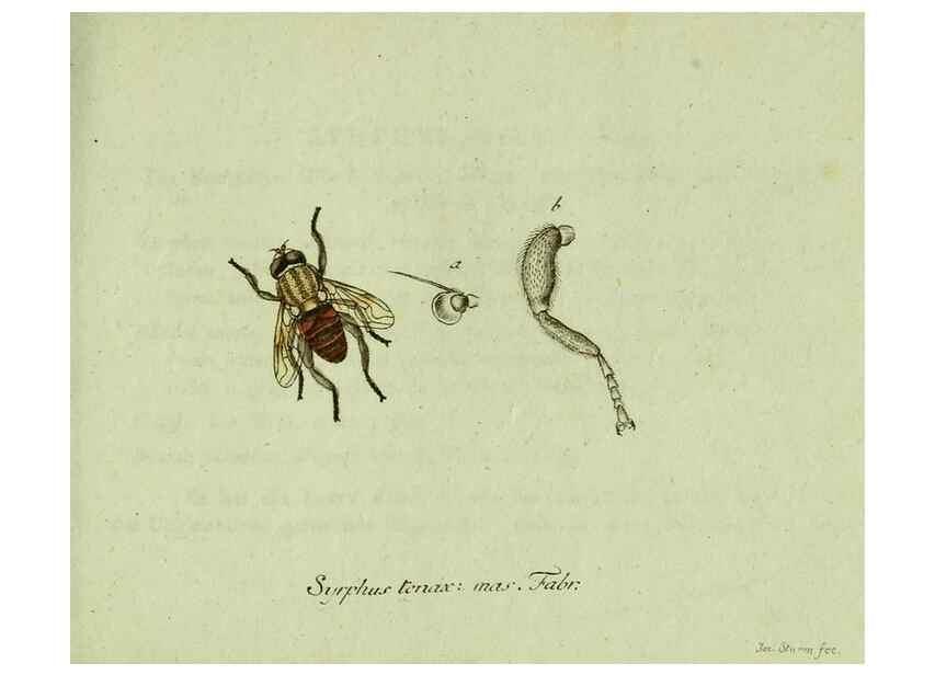 Reproducción/Reproduction 35536618744: Favnae insectorvm Germanicae initia, oder, Deutschlands Insecten /. Nürnberg :In den Felseckerschen Buchhandlung,1796-1813.