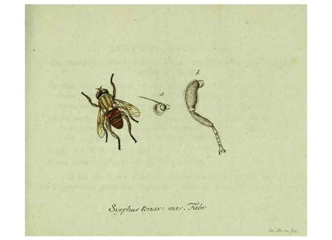 Reproducción/Reproduction 35536618744: Favnae insectorvm Germanicae initia, oder, Deutschlands Insecten /. Nürnberg :In den Felseckerschen Buchhandlung,1796-1813.
