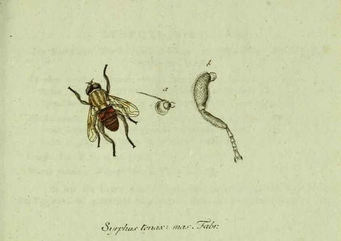 Reproducción/Reproduction 35536618744: Favnae insectorvm Germanicae initia, oder, Deutschlands Insecten /. Nürnberg :In den Felseckerschen Buchhandlung,1796-1813.
