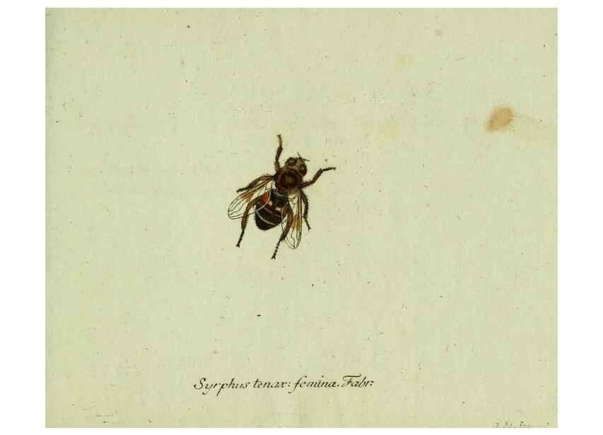 Reproducción/Reproduction 35536621204: Favnae insectorvm Germanicae initia, oder, Deutschlands Insecten /. Nürnberg :In den Felseckerschen Buchhandlung,1796-1813.
