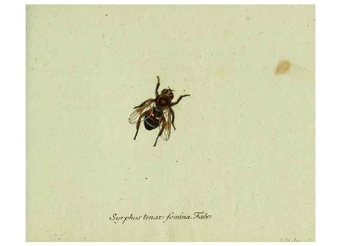 Reproducción/Reproduction 35536621204: Favnae insectorvm Germanicae initia, oder, Deutschlands Insecten /. Nürnberg :In den Felseckerschen Buchhandlung,1796-1813.