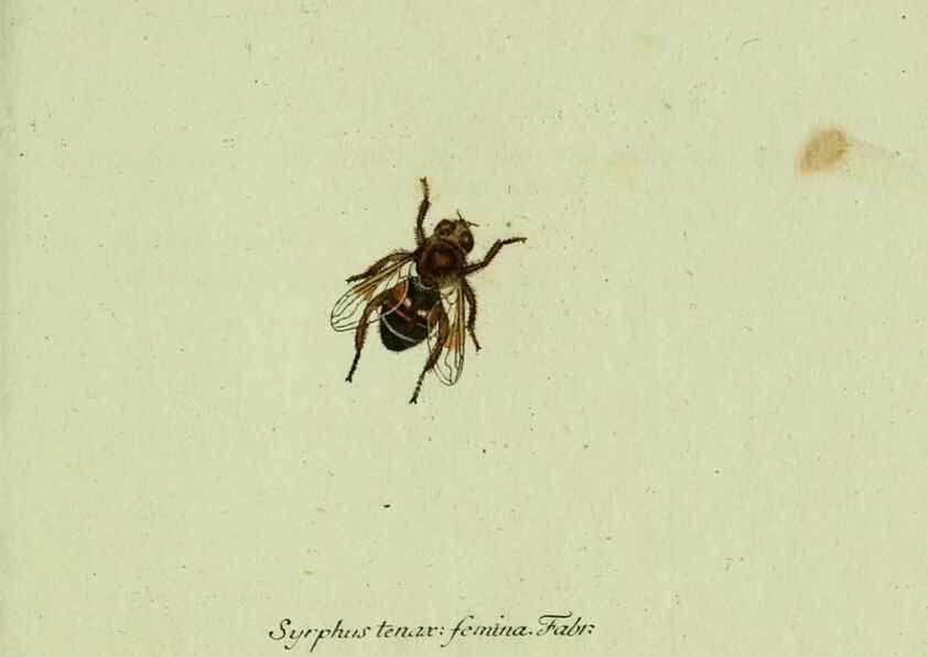 Reproducción/Reproduction 35536621204: Favnae insectorvm Germanicae initia, oder, Deutschlands Insecten /. Nürnberg :In den Felseckerschen Buchhandlung,1796-1813.
