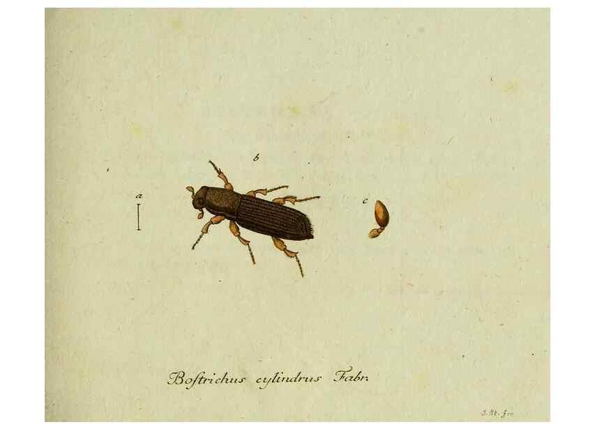 Reproducción/Reproduction 35536623434: Favnae insectorvm Germanicae initia, oder, Deutschlands Insecten /. Nürnberg :In den Felseckerschen Buchhandlung,1796-1813.