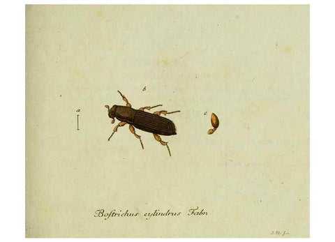 Reproducción/Reproduction 35536623434: Favnae insectorvm Germanicae initia, oder, Deutschlands Insecten /. Nürnberg :In den Felseckerschen Buchhandlung,1796-1813.