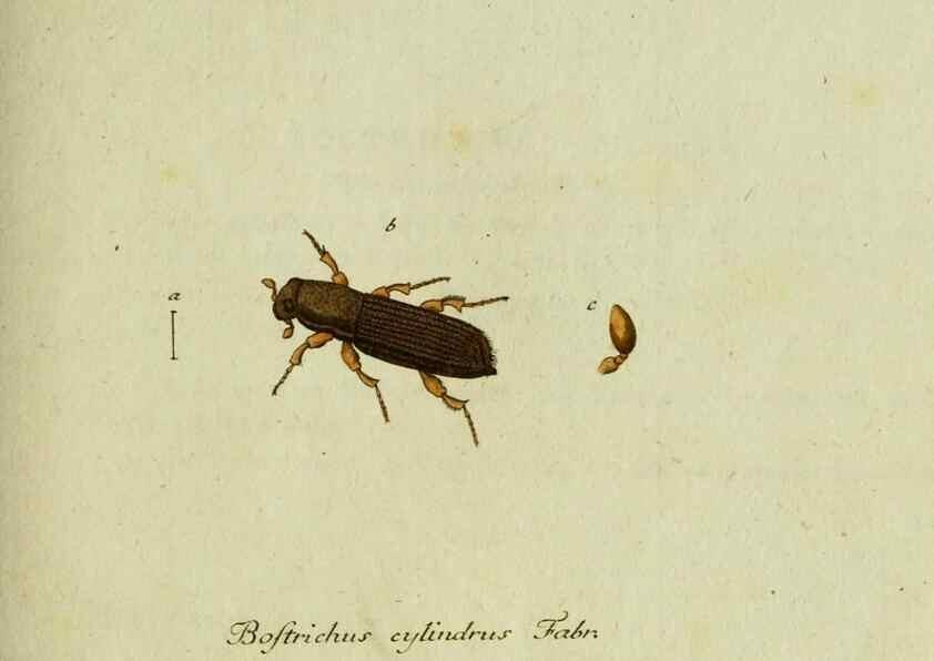 Reproducción/Reproduction 35536623434: Favnae insectorvm Germanicae initia, oder, Deutschlands Insecten /. Nürnberg :In den Felseckerschen Buchhandlung,1796-1813.