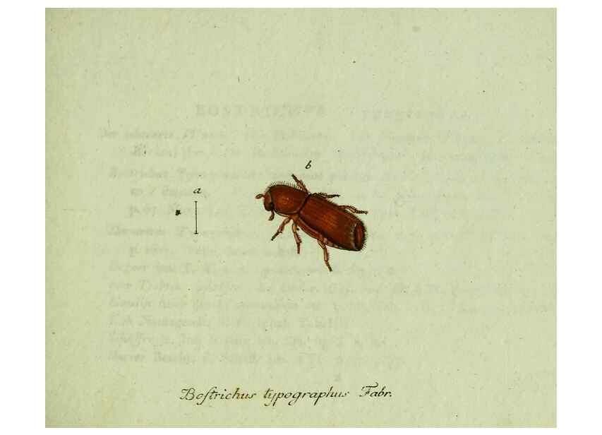 Reproducción/Reproduction 35536625464: Favnae insectorvm Germanicae initia, oder, Deutschlands Insecten /. Nürnberg :In den Felseckerschen Buchhandlung,1796-1813.
