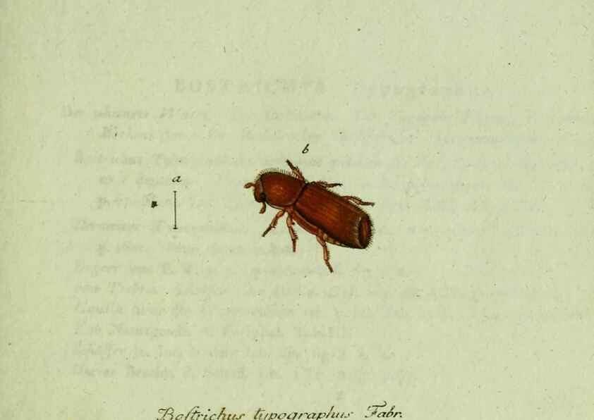 Reproducción/Reproduction 35536625464: Favnae insectorvm Germanicae initia, oder, Deutschlands Insecten /. Nürnberg :In den Felseckerschen Buchhandlung,1796-1813.