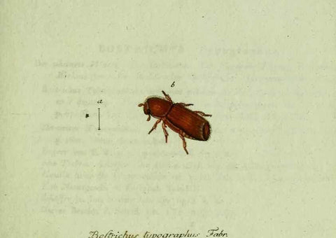 Reproducción/Reproduction 35536625464: Favnae insectorvm Germanicae initia, oder, Deutschlands Insecten /. Nürnberg :In den Felseckerschen Buchhandlung,1796-1813.
